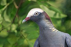 White-crowned Pigeon